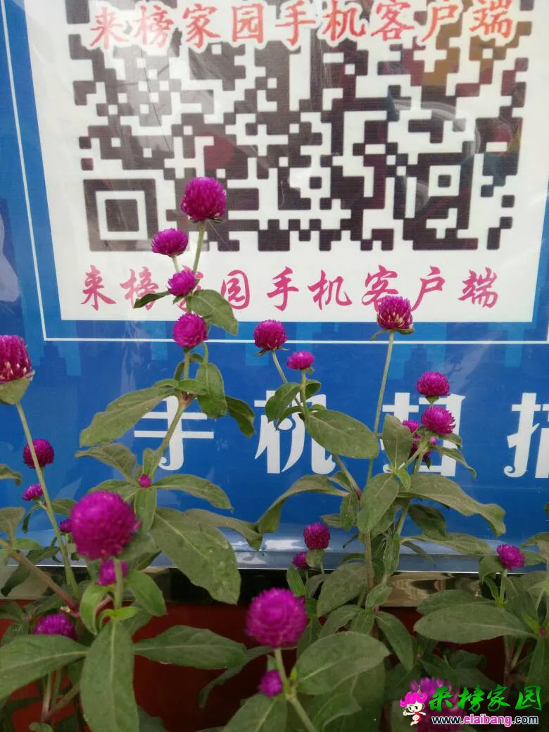 135548oh8mv1hwmc338sbm.webp