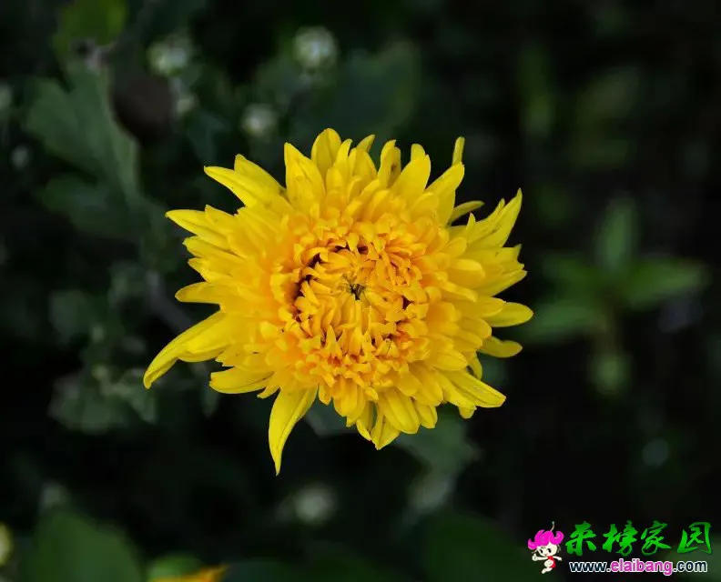 psb (25).webp