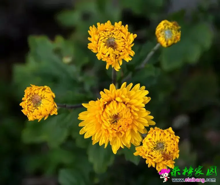 psb (26).webp