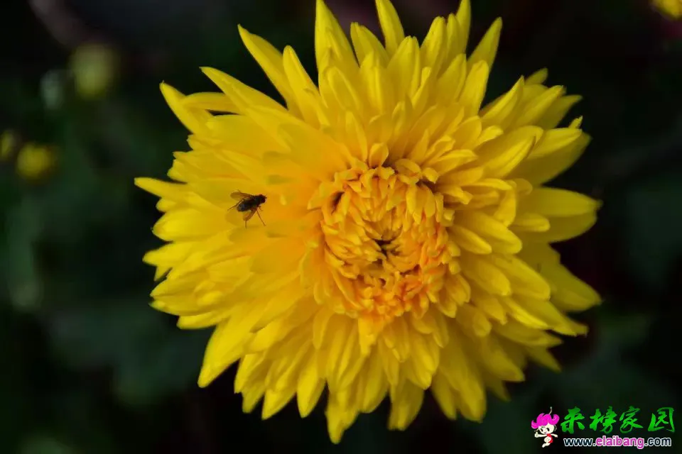 psb (27).webp