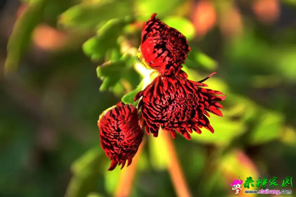 psb (28).webp
