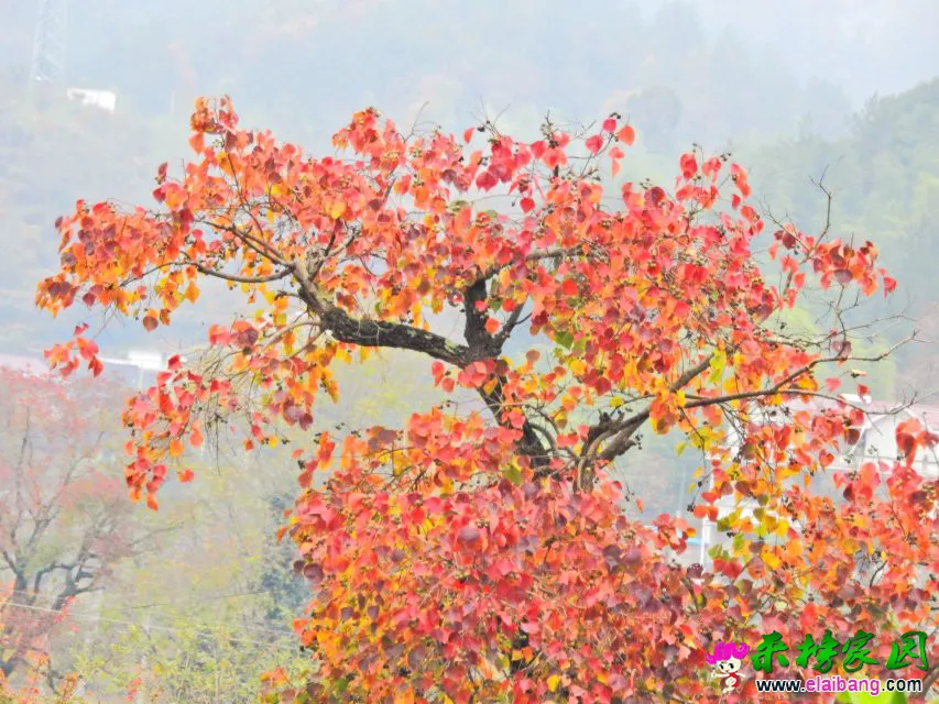 20.webp