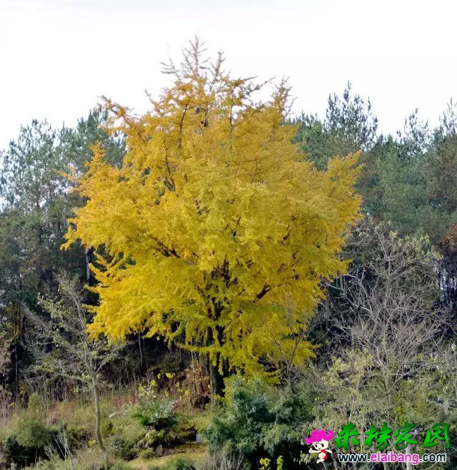 psb (42).webp