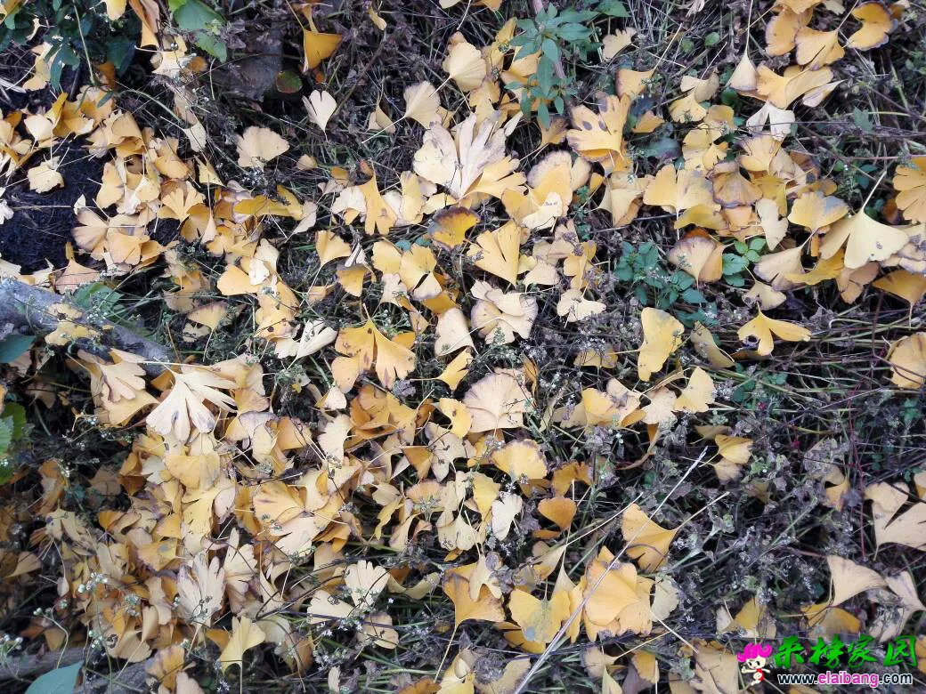 142907e9l1olcruv9l1a36.webp