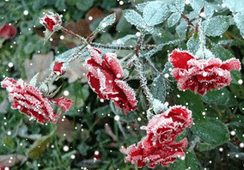 t018ce77190e478f934.gif