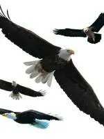 221155prozhrh2tvvur5eh.webp