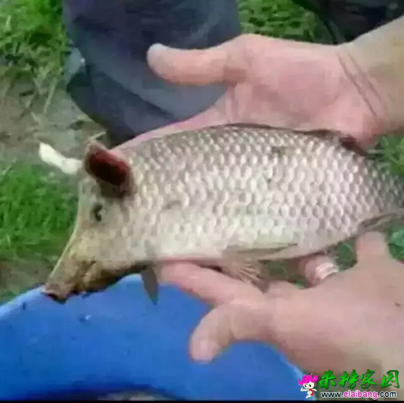 094042n3azzuu31ohuf6rf.webp