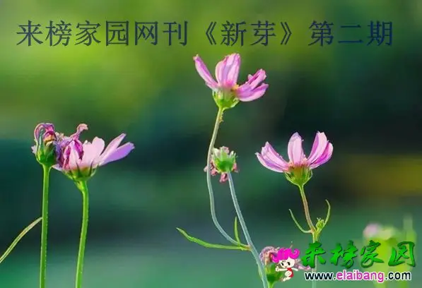 link.webp