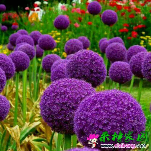 125259z4hwnbxuxewlcujx.webp