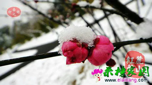 220719fing8gzvpplbiiii.webp