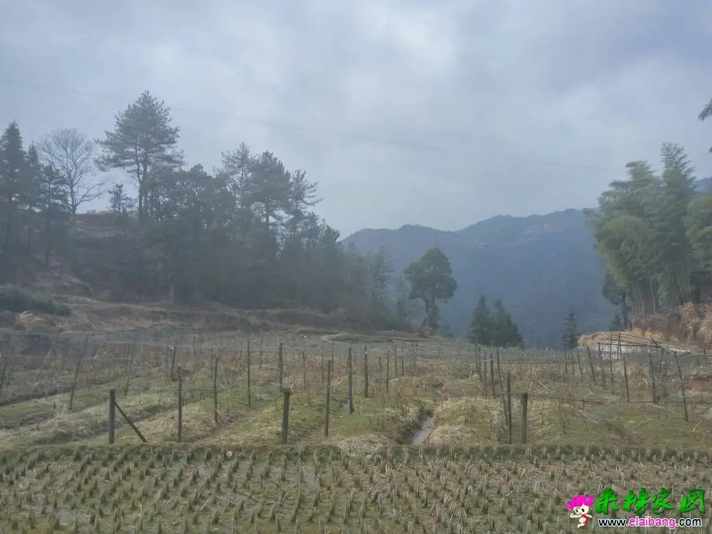 201950w3rtuz3jn4g5rmfr.webp