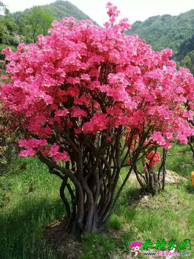 105425eaiobso88b1o93ms.webp
