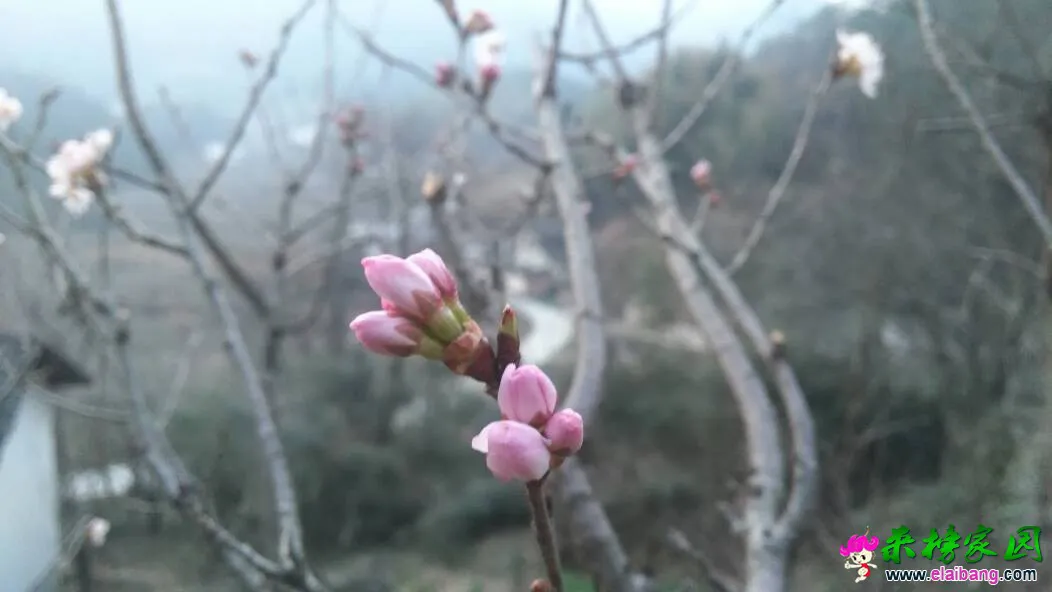 181919e2216752rth76252.webp