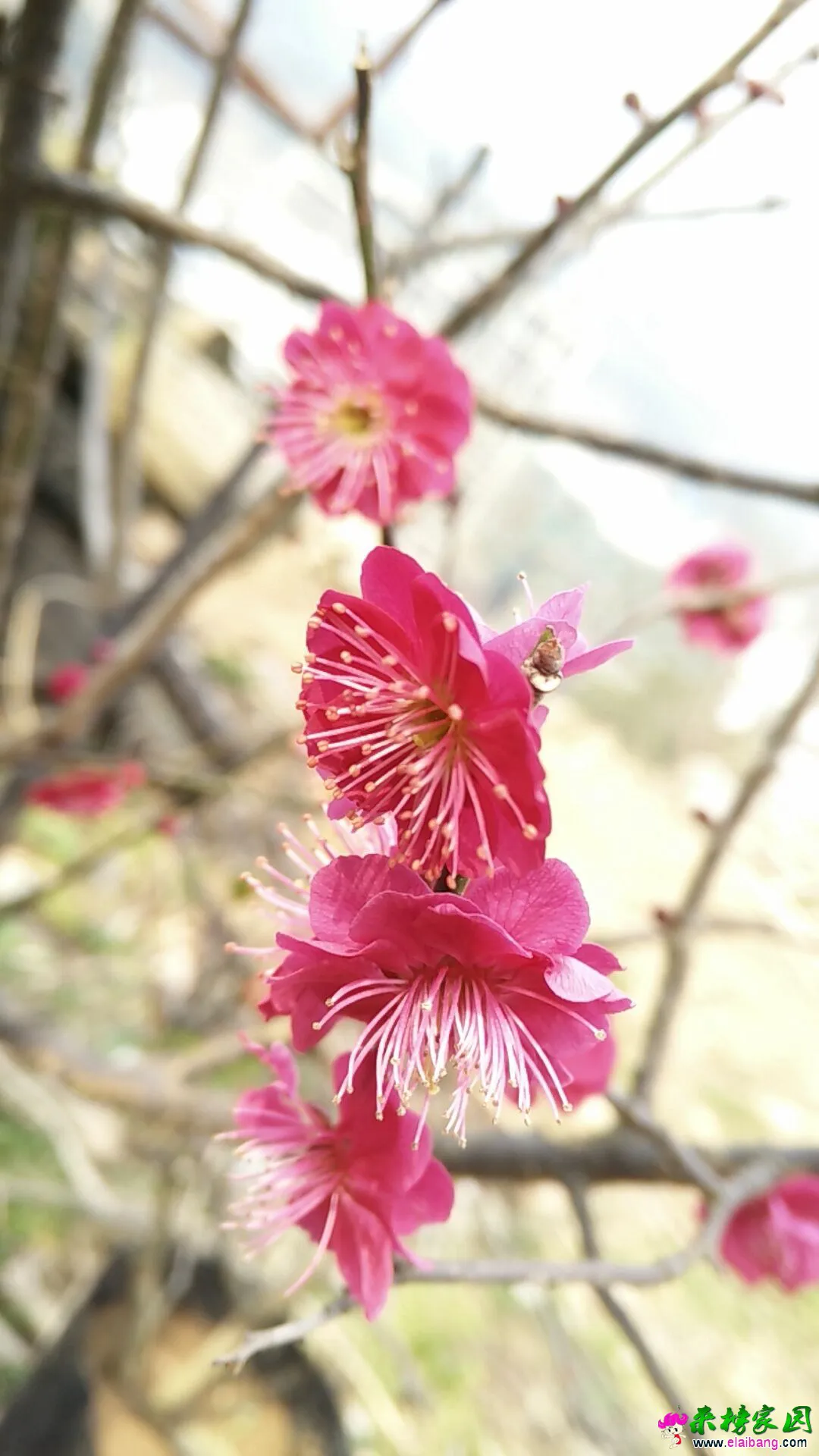 QQ图片20160304181528.webp