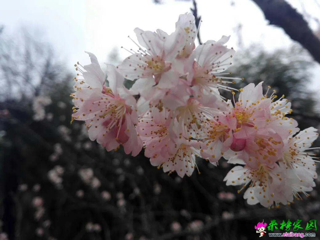 115135q0st05r04s4ssors.webp