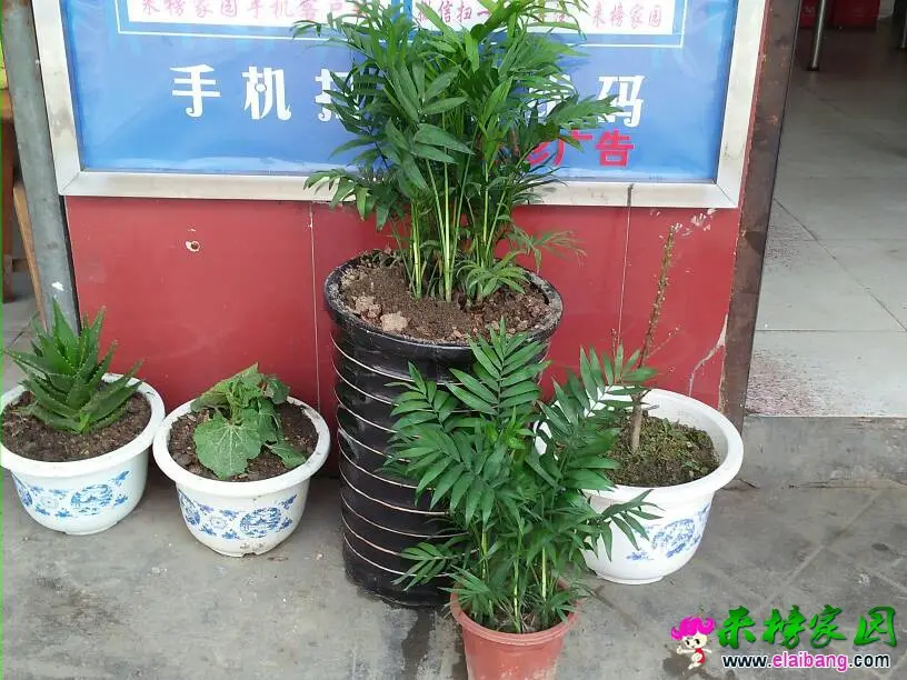 164155bb4i4ds46z6gjsgd.webp