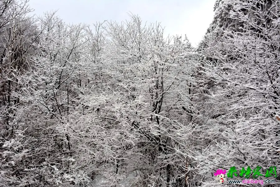 DSC_0981.webp
