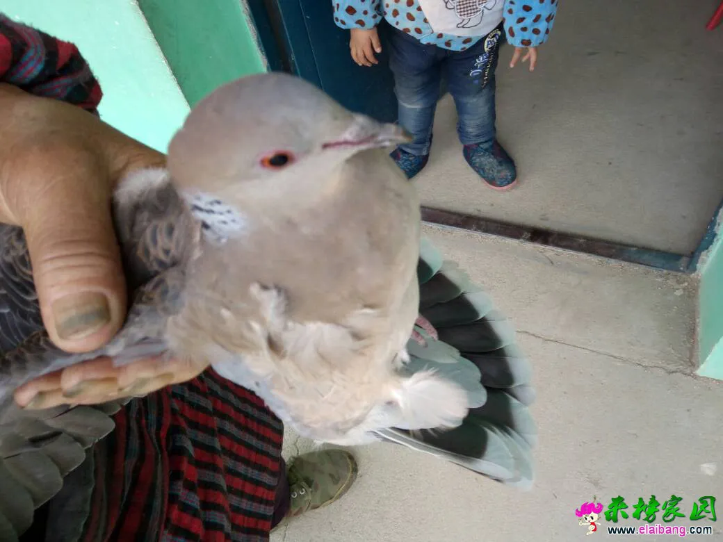 185513atjw664zlub46ovo.webp