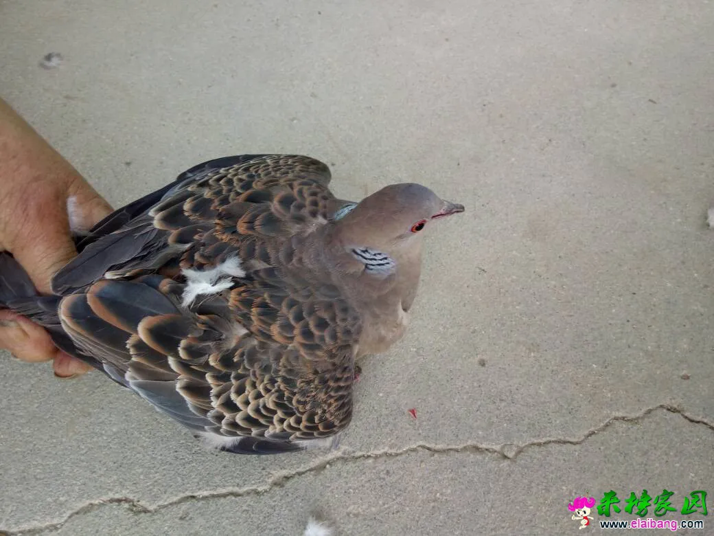 185513eg495gxuzag9a5u9.webp