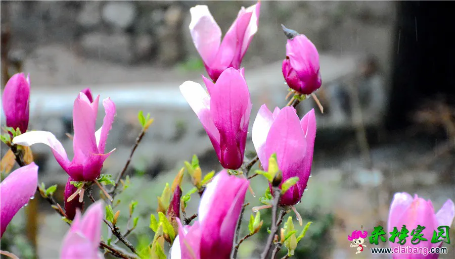 DSC_1321.webp