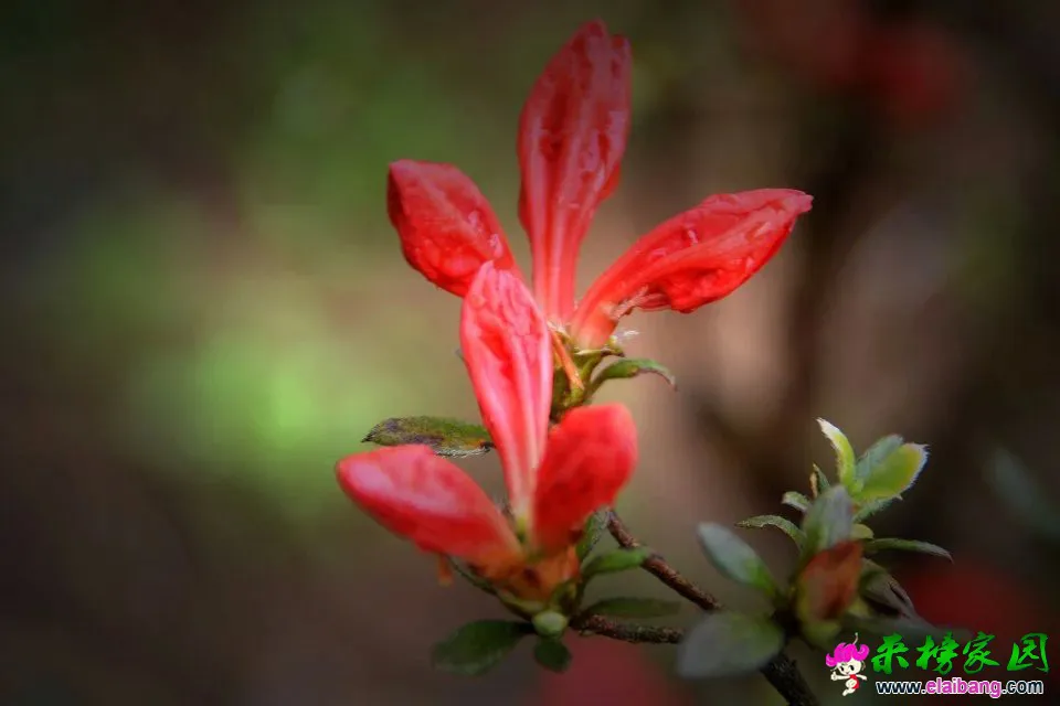 psb (68).webp