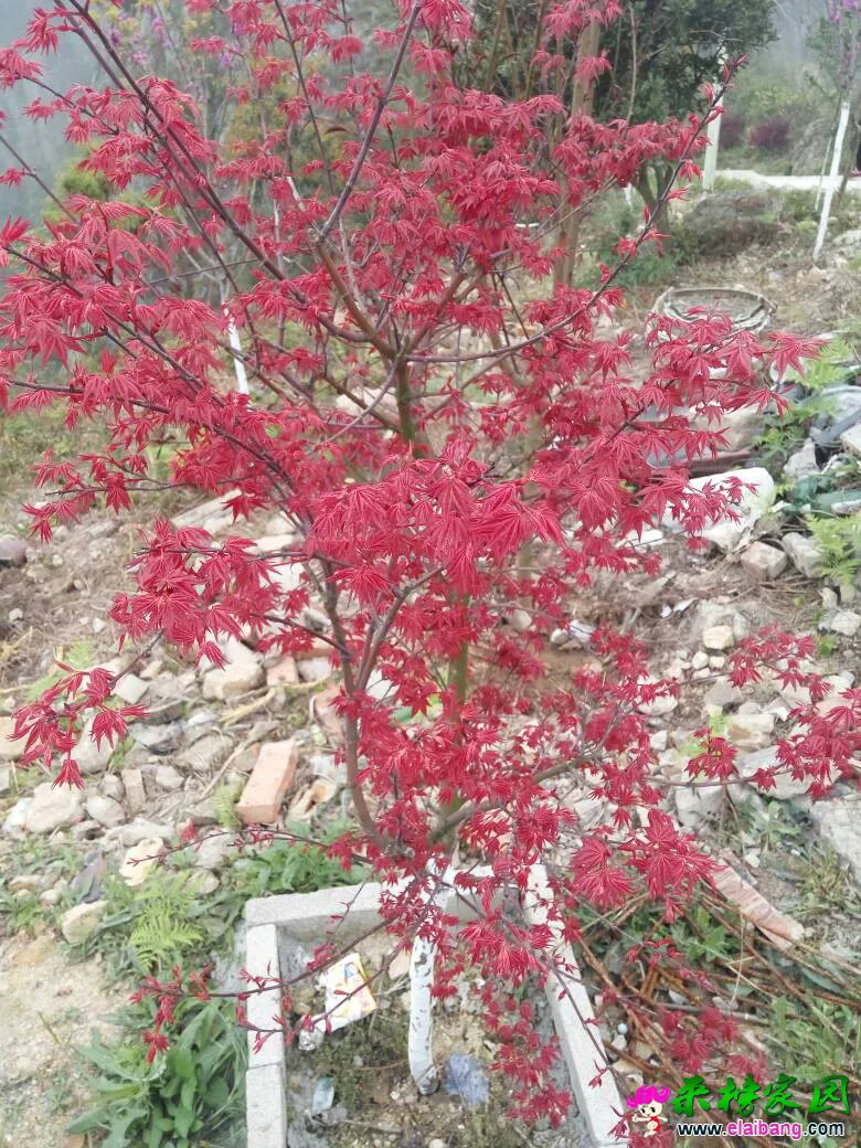 105334tpnq4h4em4hlx55z.webp