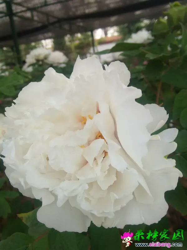 203735bqh2hyvyvw44wv7k.webp