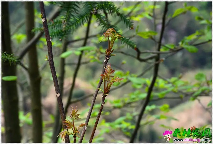 DSC_1855.webp