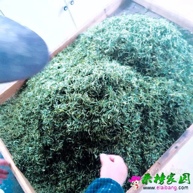 4850006b687665bdbcc.webp