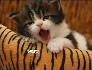 15.webp