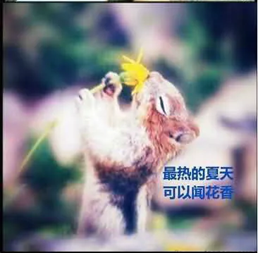 33.webp