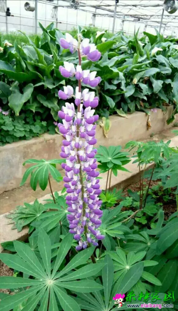 145115r9s986mhszdtxbb9.webp