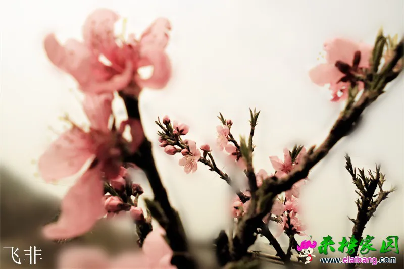002桃花.webp