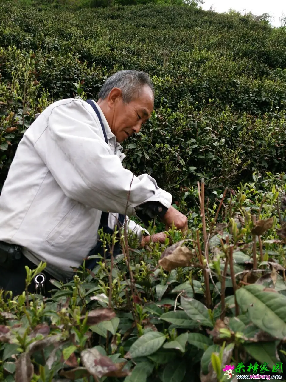 QQ图片200201011025484.webp