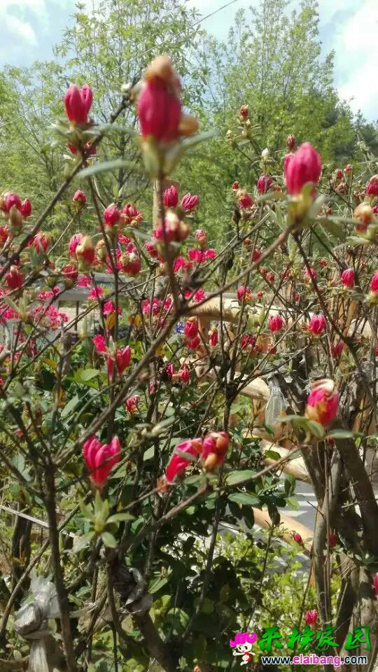 162330jsmudrasyxq1nqum.webp