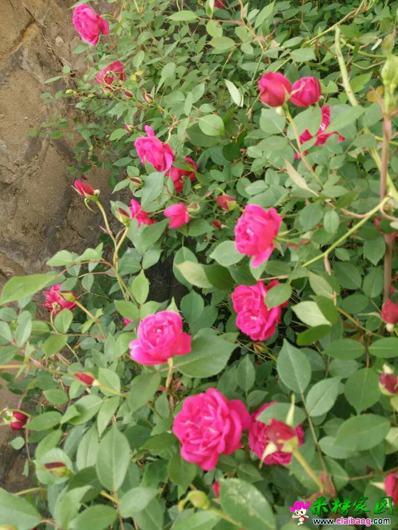 174215dpyaxtiz87amm6qa.webp