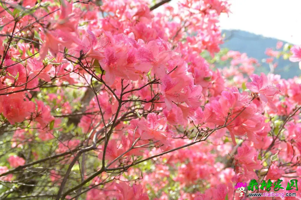 psb (71).webp