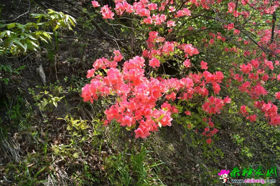 psb (72).webp