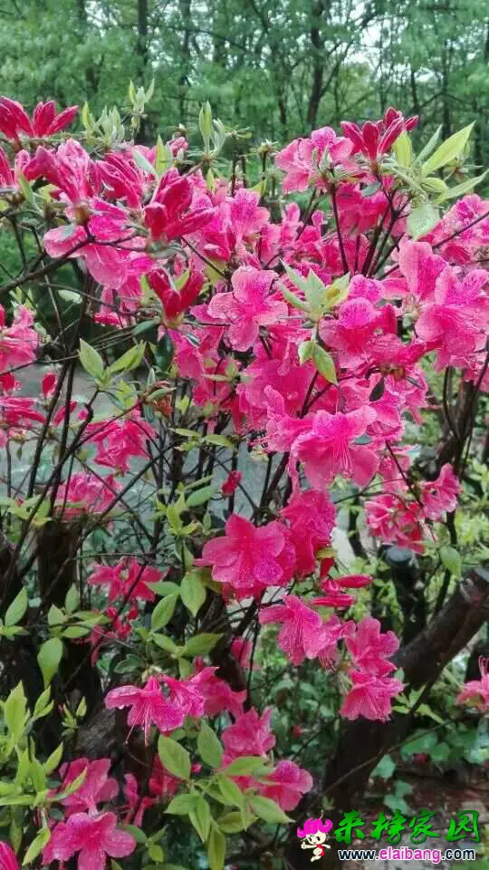 184357heditrz723nw8933.webp