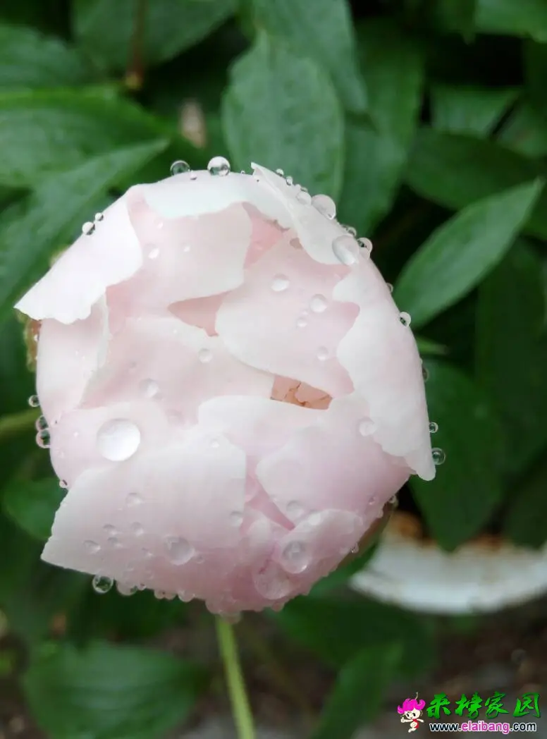 100839pezz70nuhnzu2ppi.webp