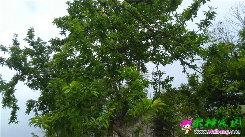 QQ图片20160523070825.webp