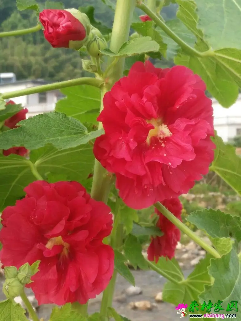 081155blygylooaxxdhyah.webp