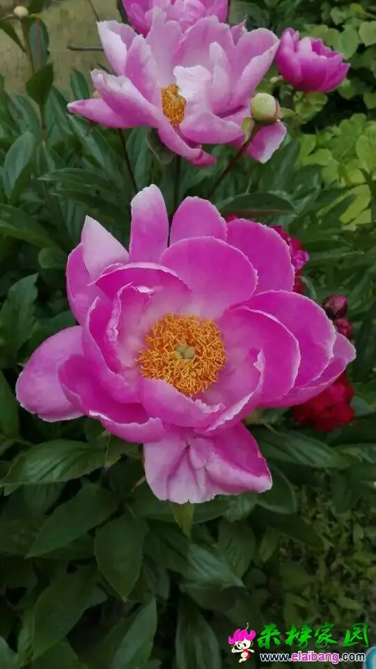 182840nneh8xwd70wwxw7x.webp