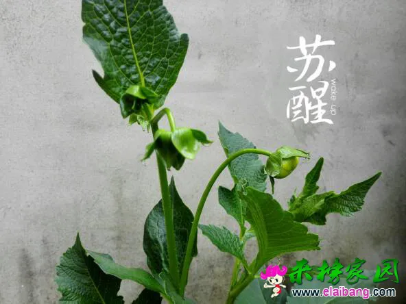 091105s82ieg3ol96z31nk.webp