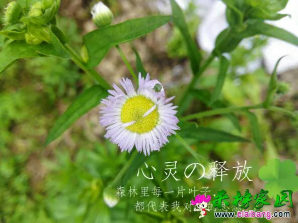 091106kovo1oprkkdyiod5.webp