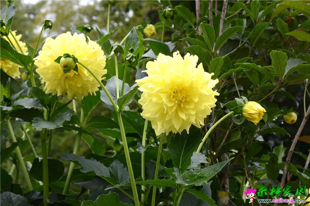 DSC_5131.webp