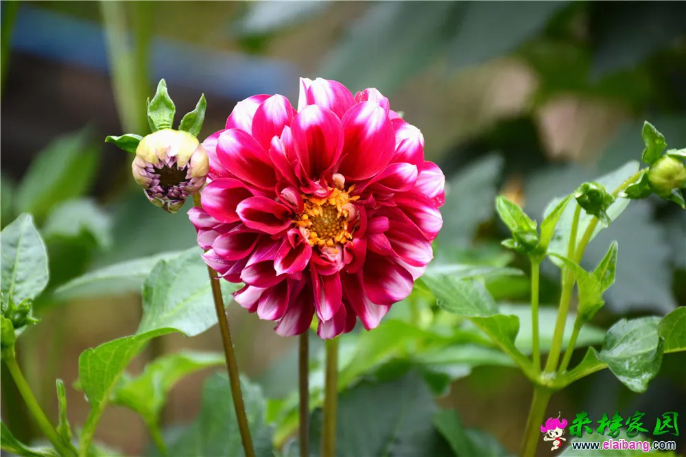 DSC_5133.webp
