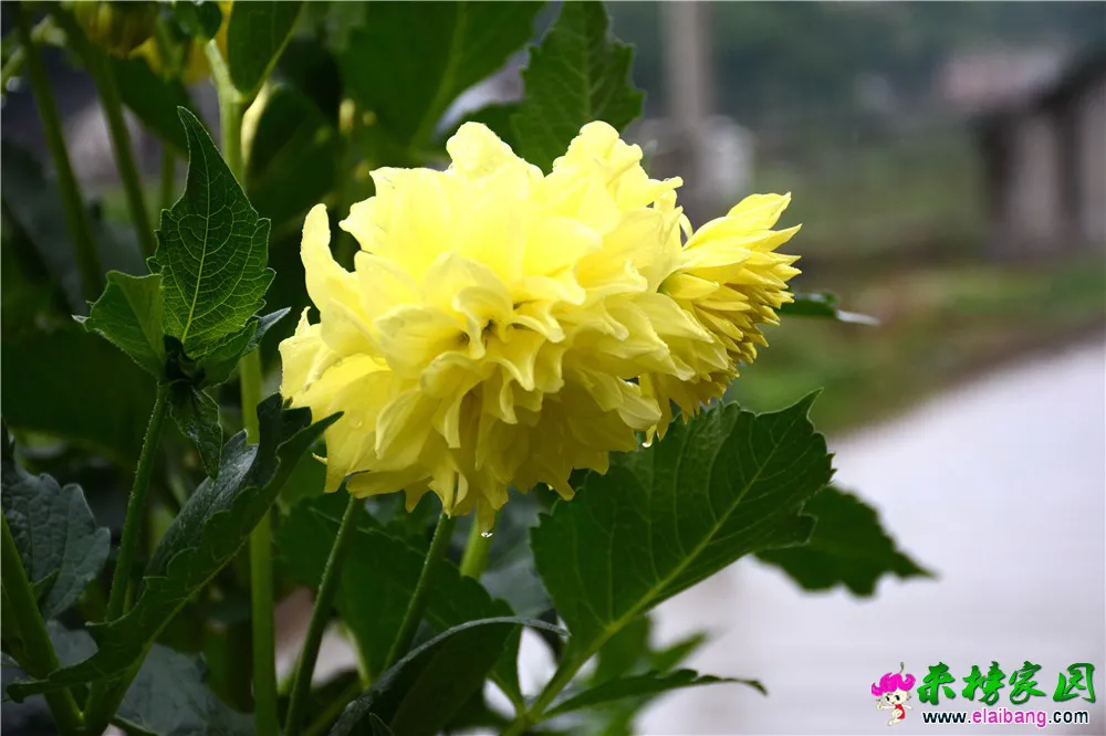 DSC_5136.webp