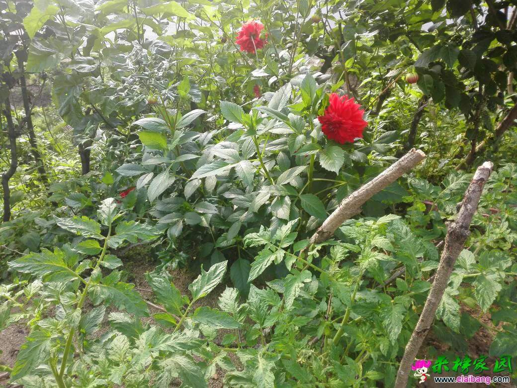 124323eu613p81s94cag81.webp