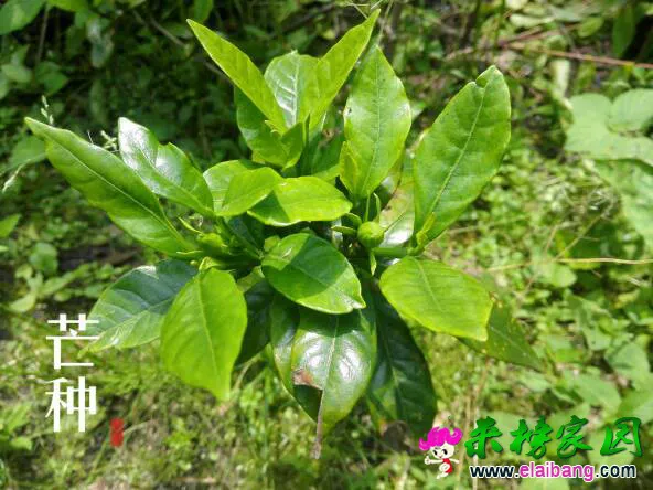 124424hs1slsls6133o3sf.webp